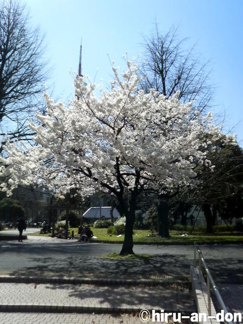 会社の近くの公園の桜　その2
