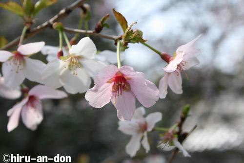 日比谷公園の桜　その5