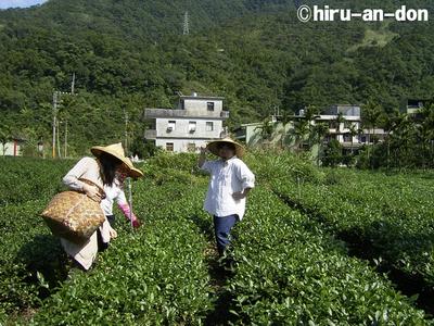 文山包種茶製茶実習2005＠茶参福茶摘中に悩殺ショット
